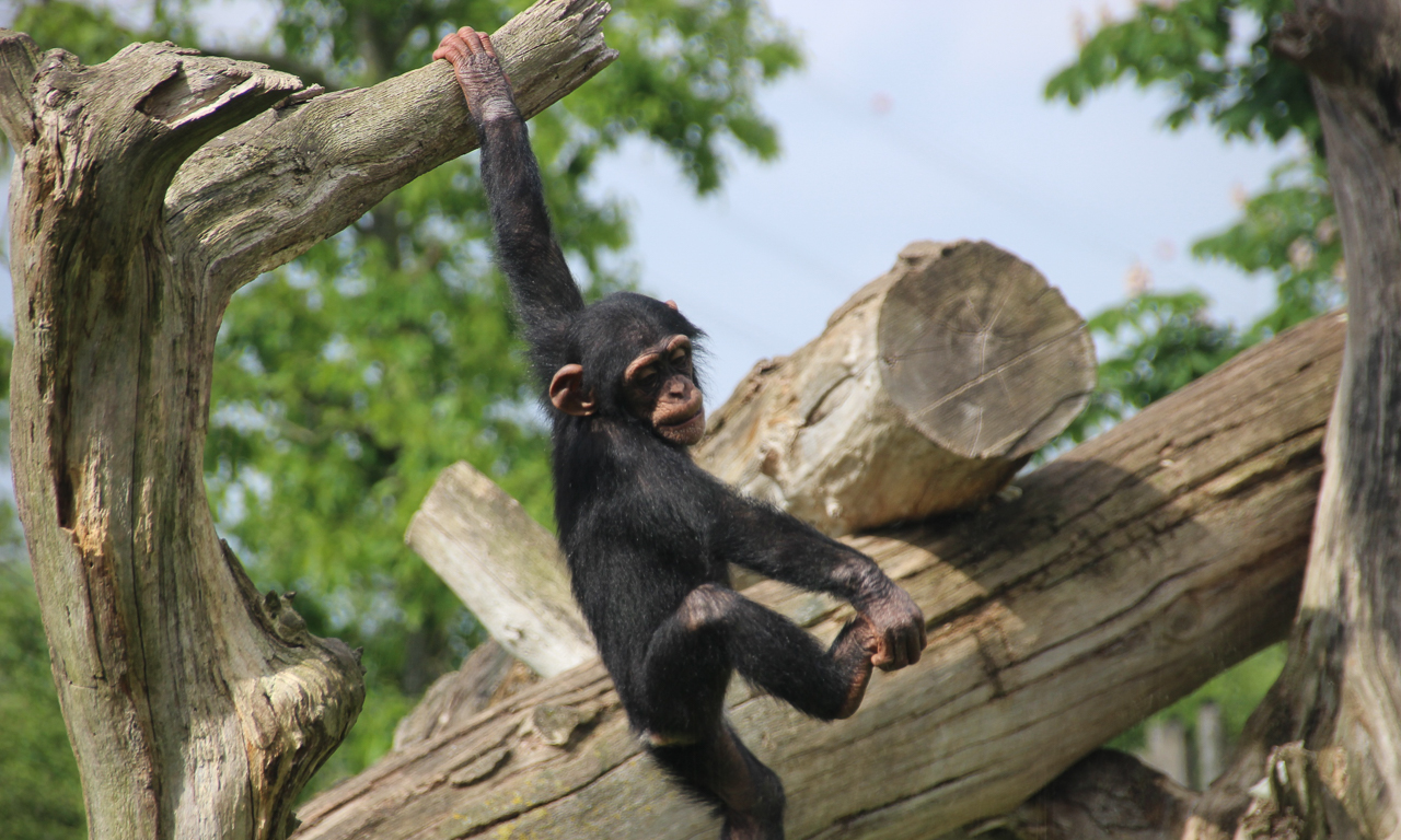 Schimpanse im Zoo Osnabrück
