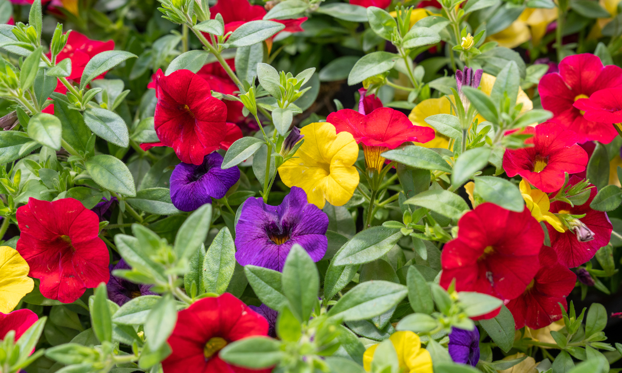 Gartencenter Brockmeyer – Geranien